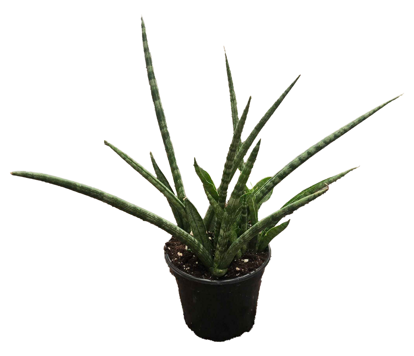 Sansevieria Torch Mikado