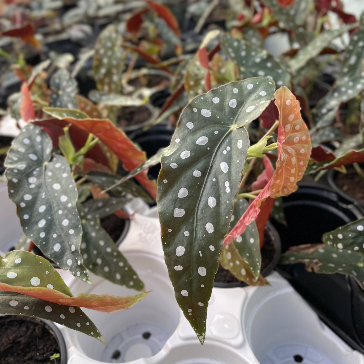 Begonia Maculata - Polka Dot Plant