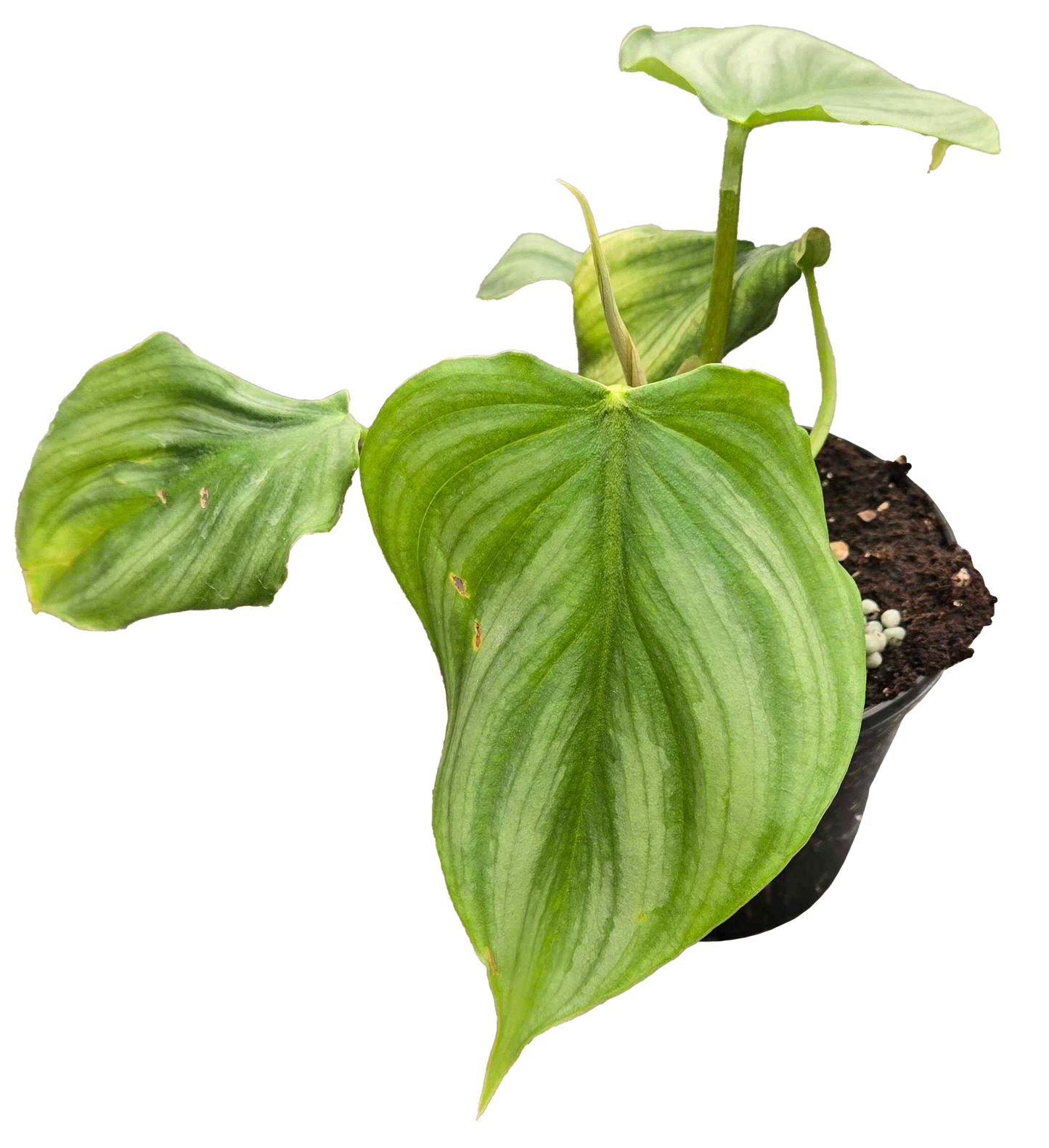 Philodendron Pastazanum x Plowmanii
