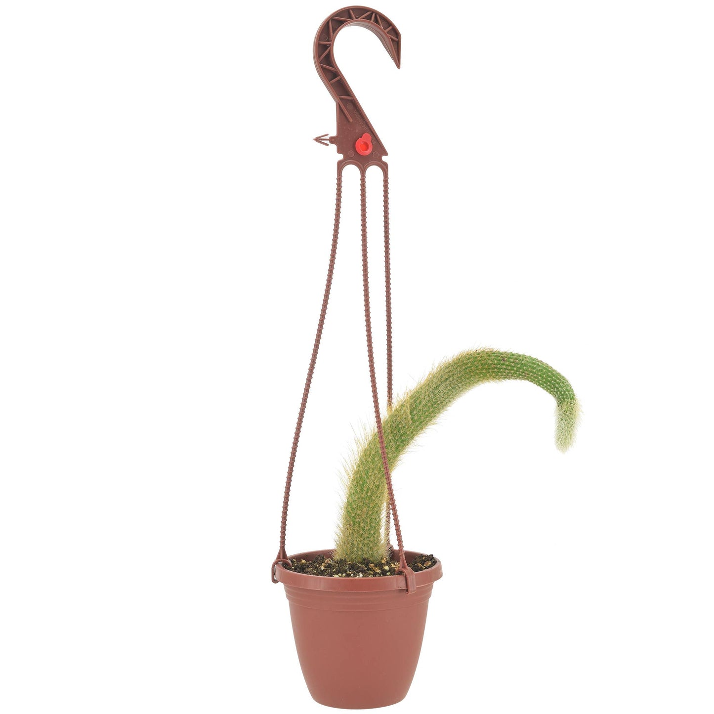 Monkey Tail Cactus 4 inch Plastic Hanging Basket
