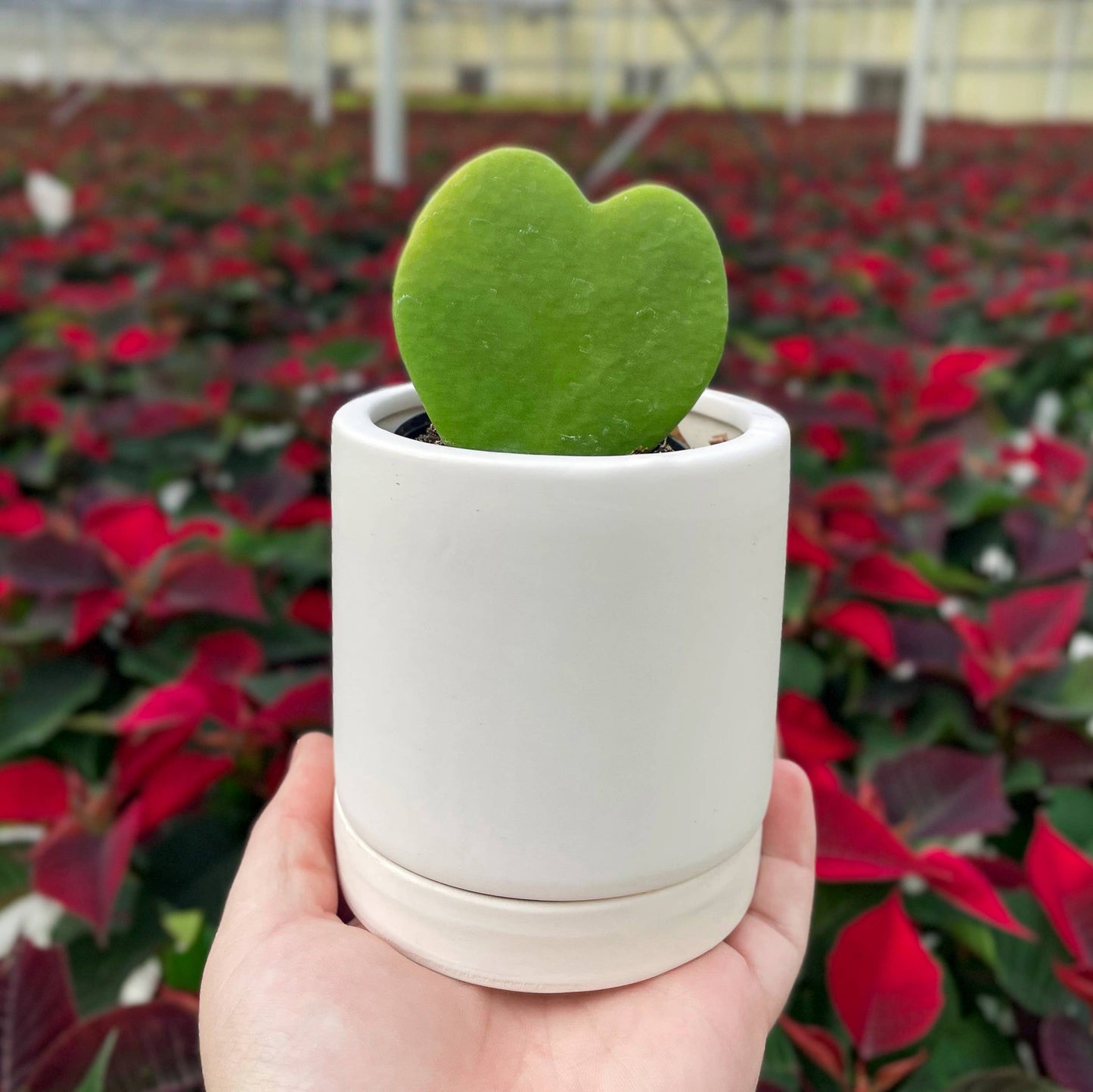 Hoya Kerrii - Sweetheart Plant