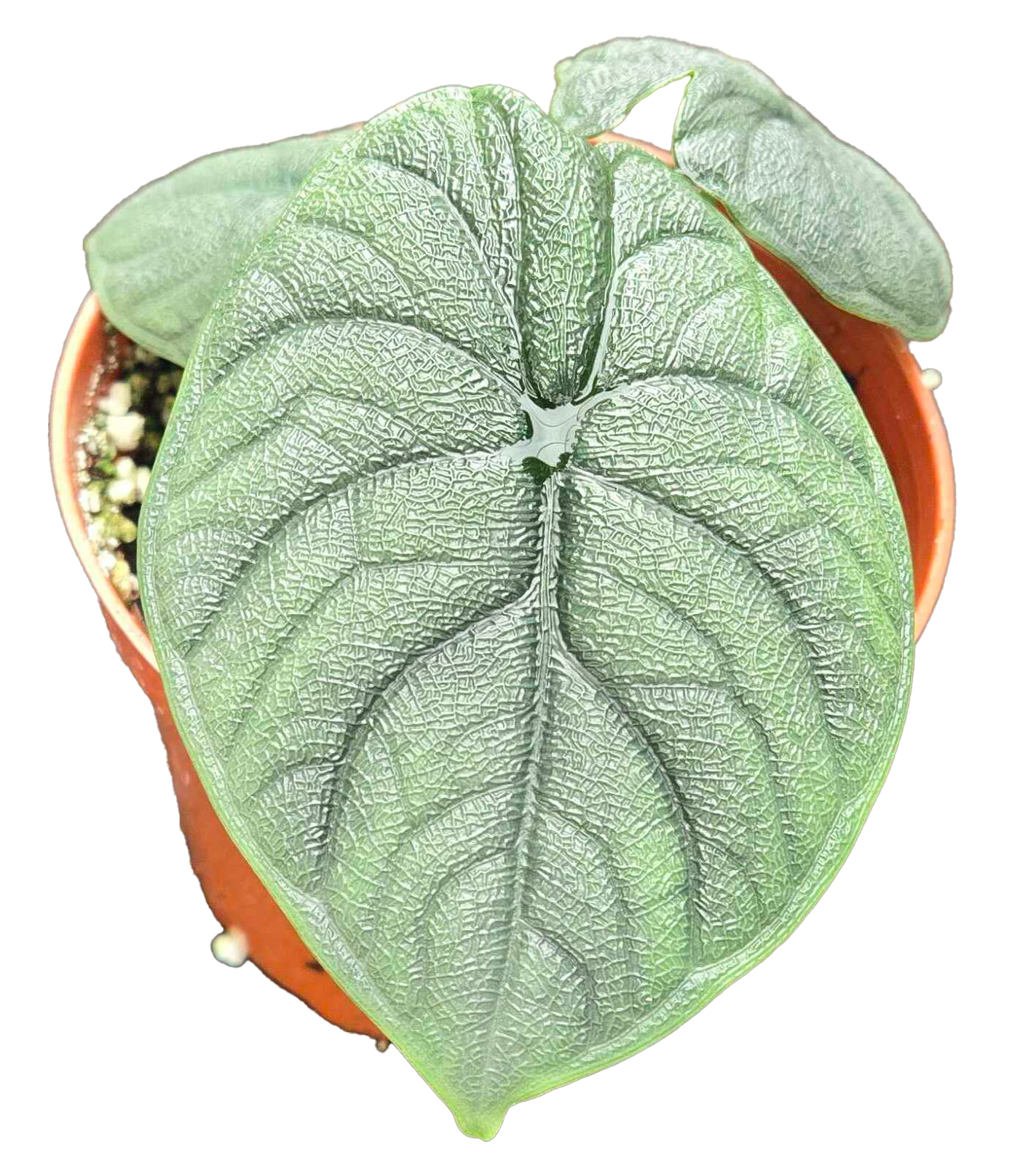 Alocasia Hami Melo