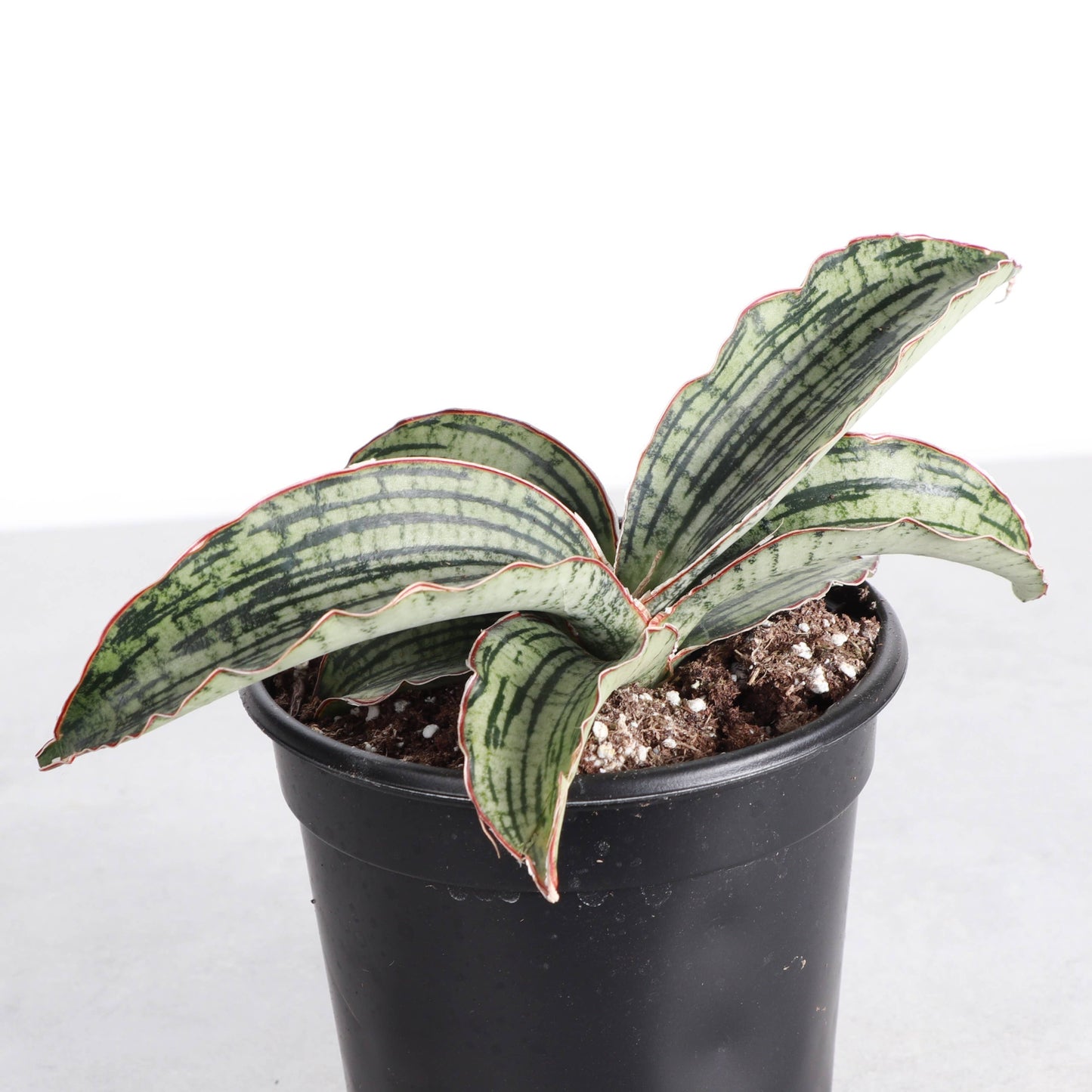 Cleopatra Snake Plant