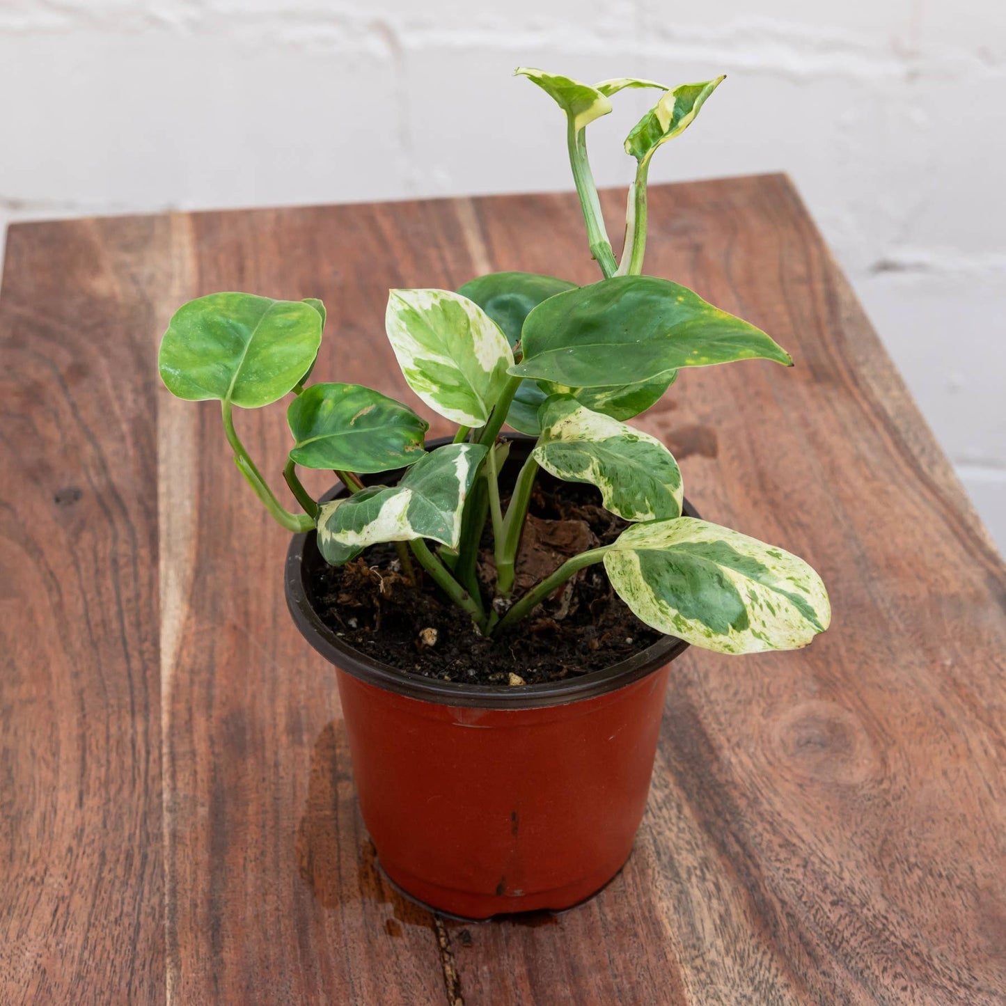 Pearls and Jade Pothos (Epipremnum aureum 'Pearls and Jade')