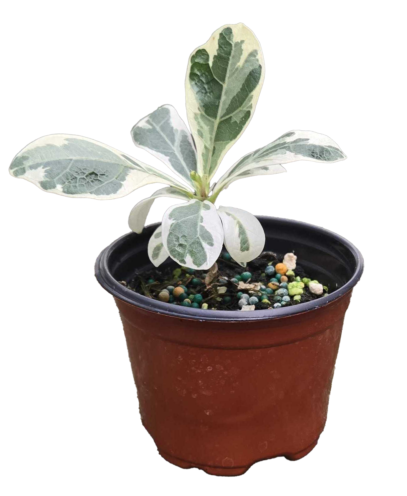 Ficus Lyrata Variegated