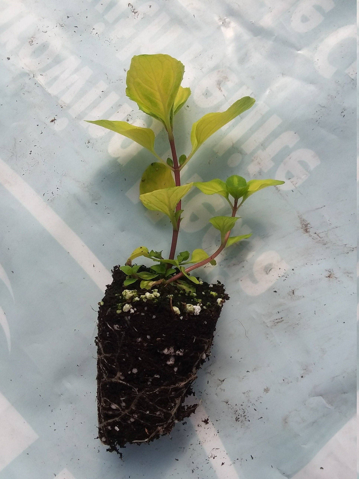 Variegated Ginger Mint