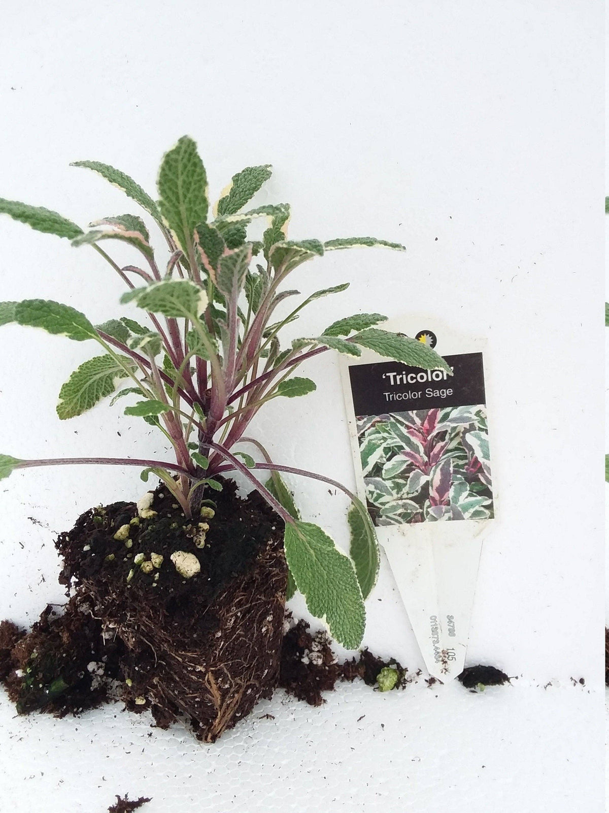 Tricolor Sage