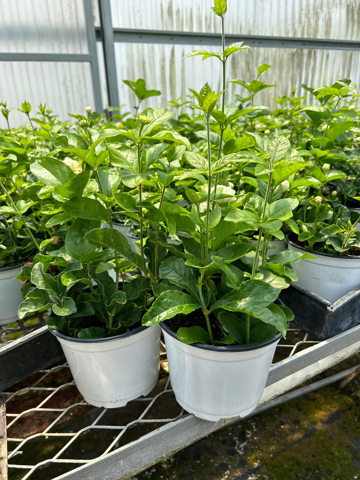6" Jasmine sambac 'Grand Duke of Tuscany'