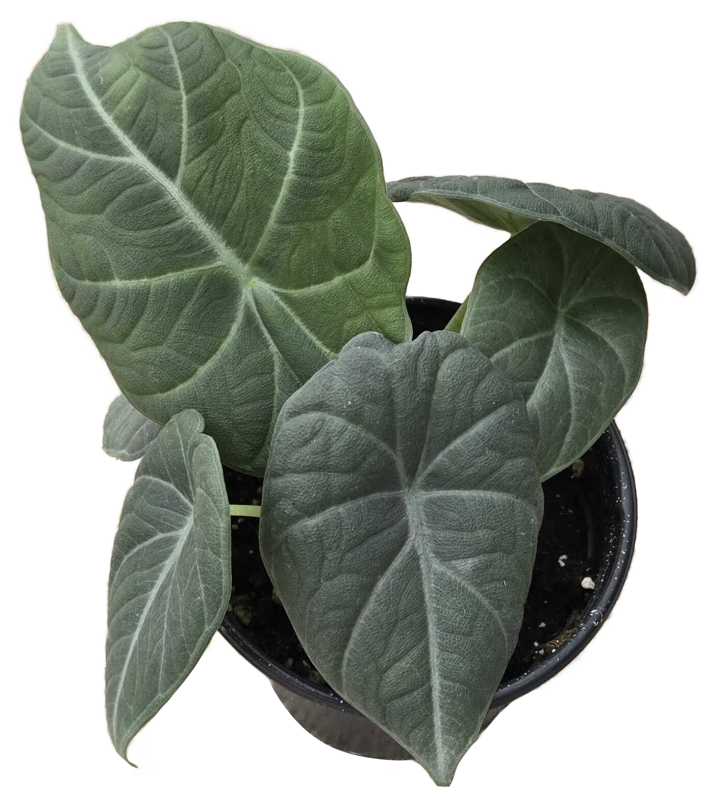 Alocasia Maharani