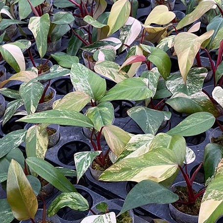 Philodendron Strawberry Shake variegated