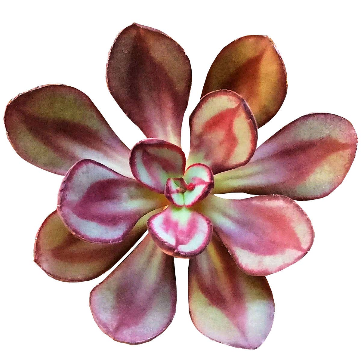 Painted Echeveria Nodulosa