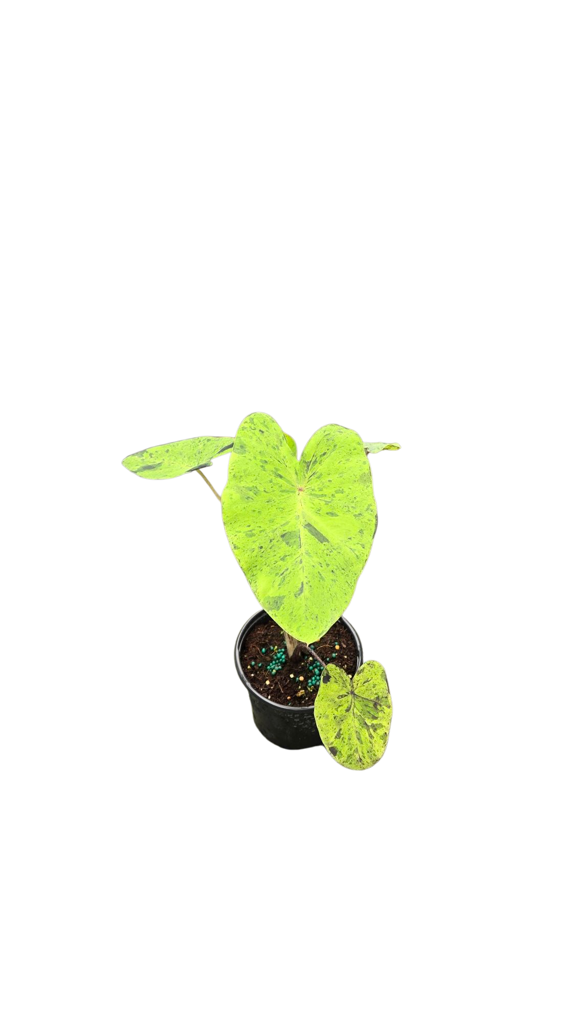 Colocasia Esculenta Mojito