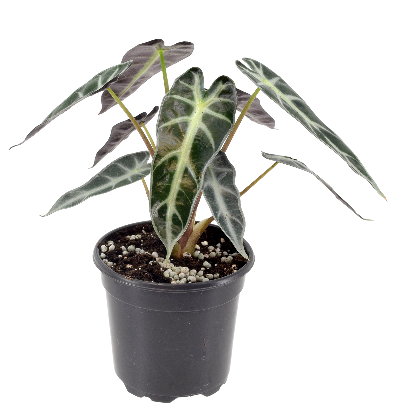 Alocasia Bambino