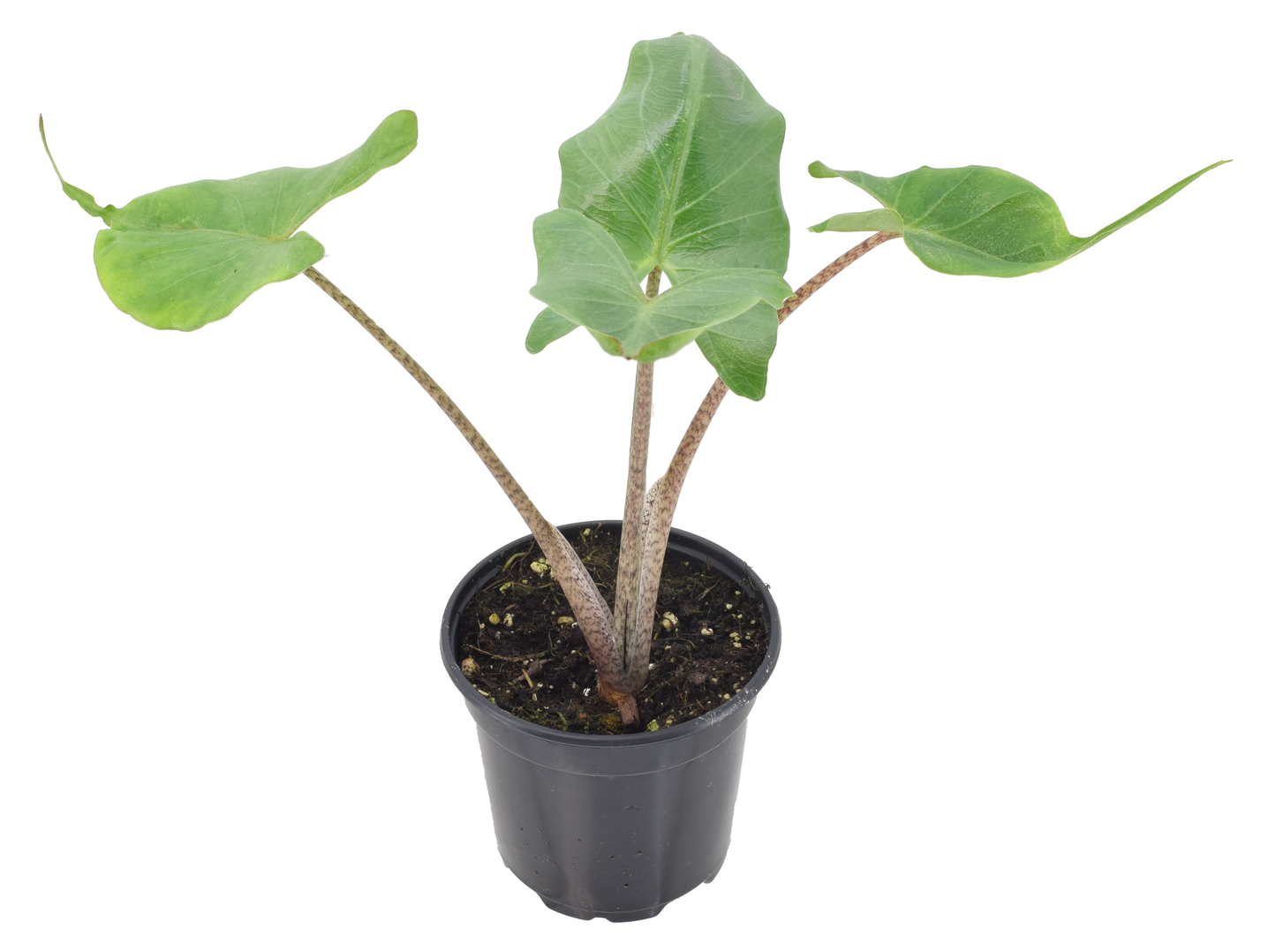 Alocasia Sting Ray