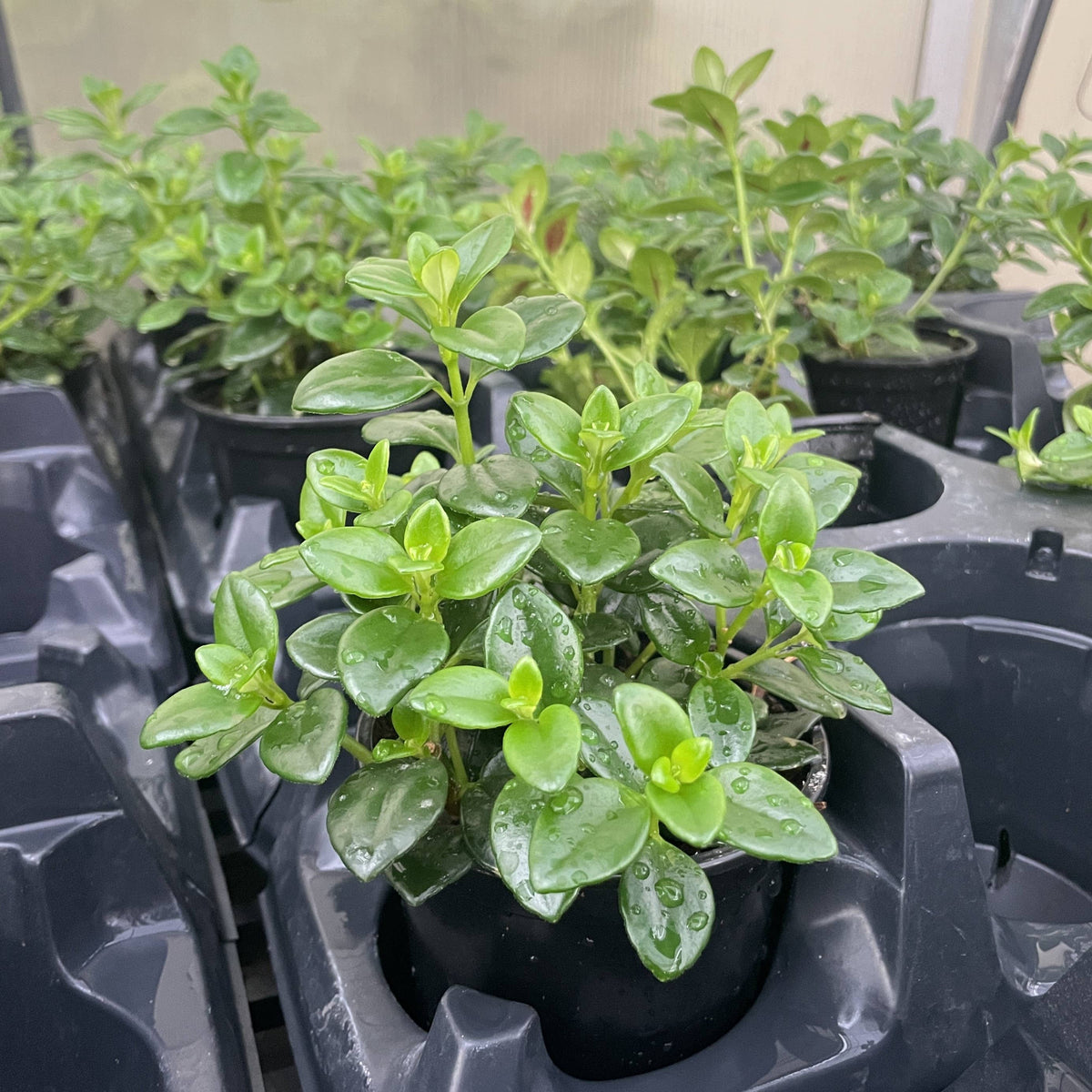 Goldfish Plant
