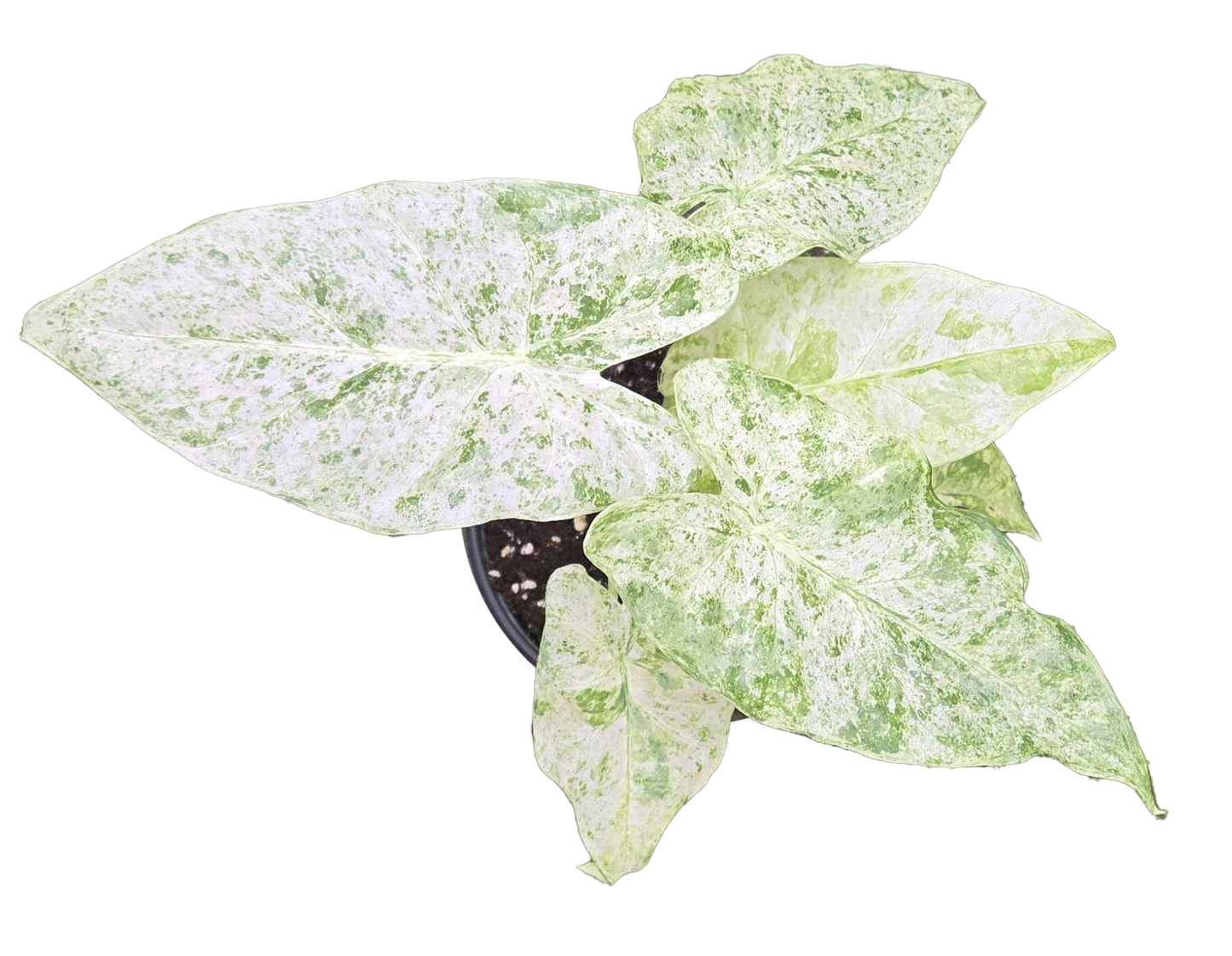 Alocasia Odora Batik Variegated