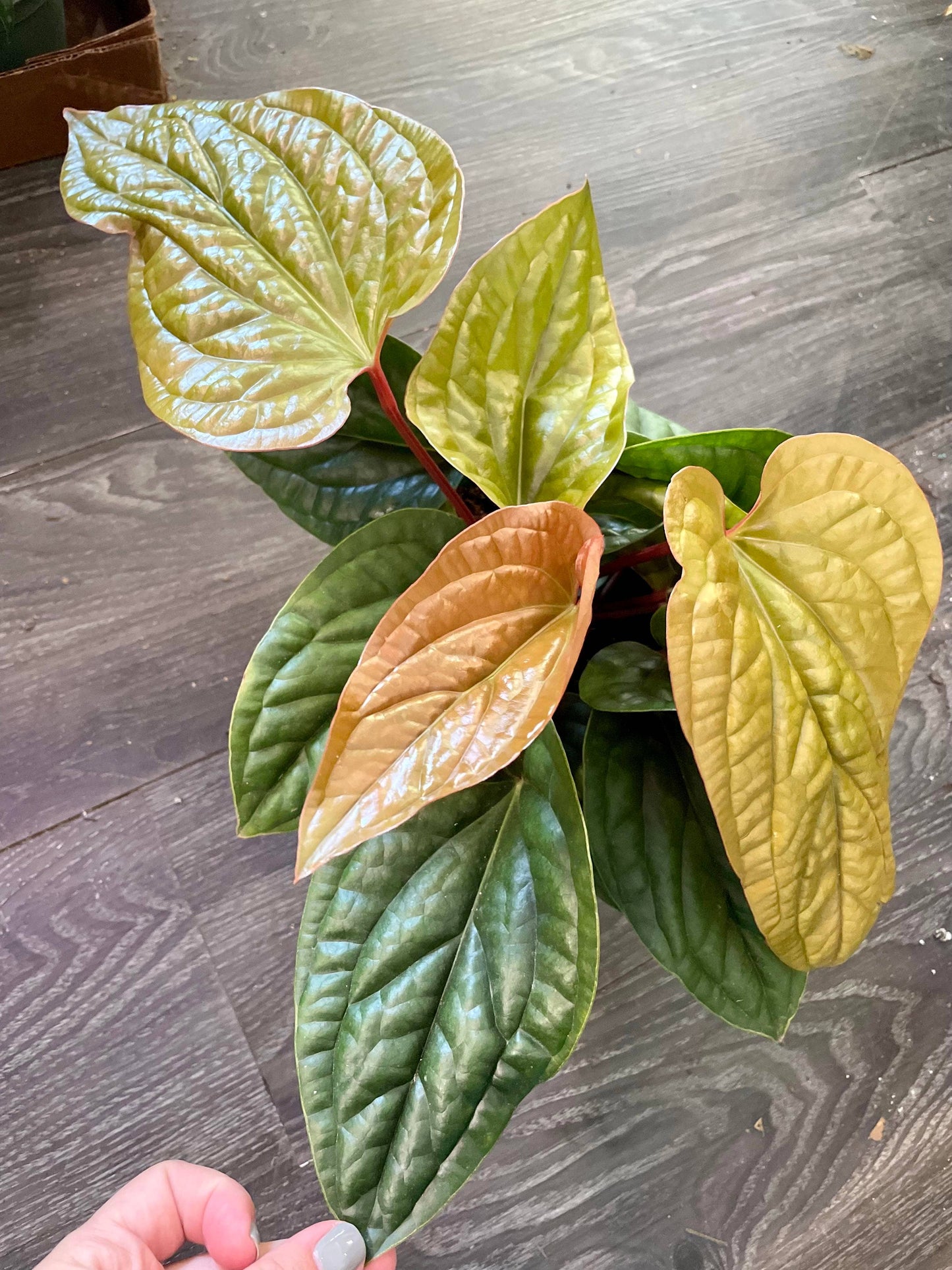 Anthurium Radicans X Luxurians