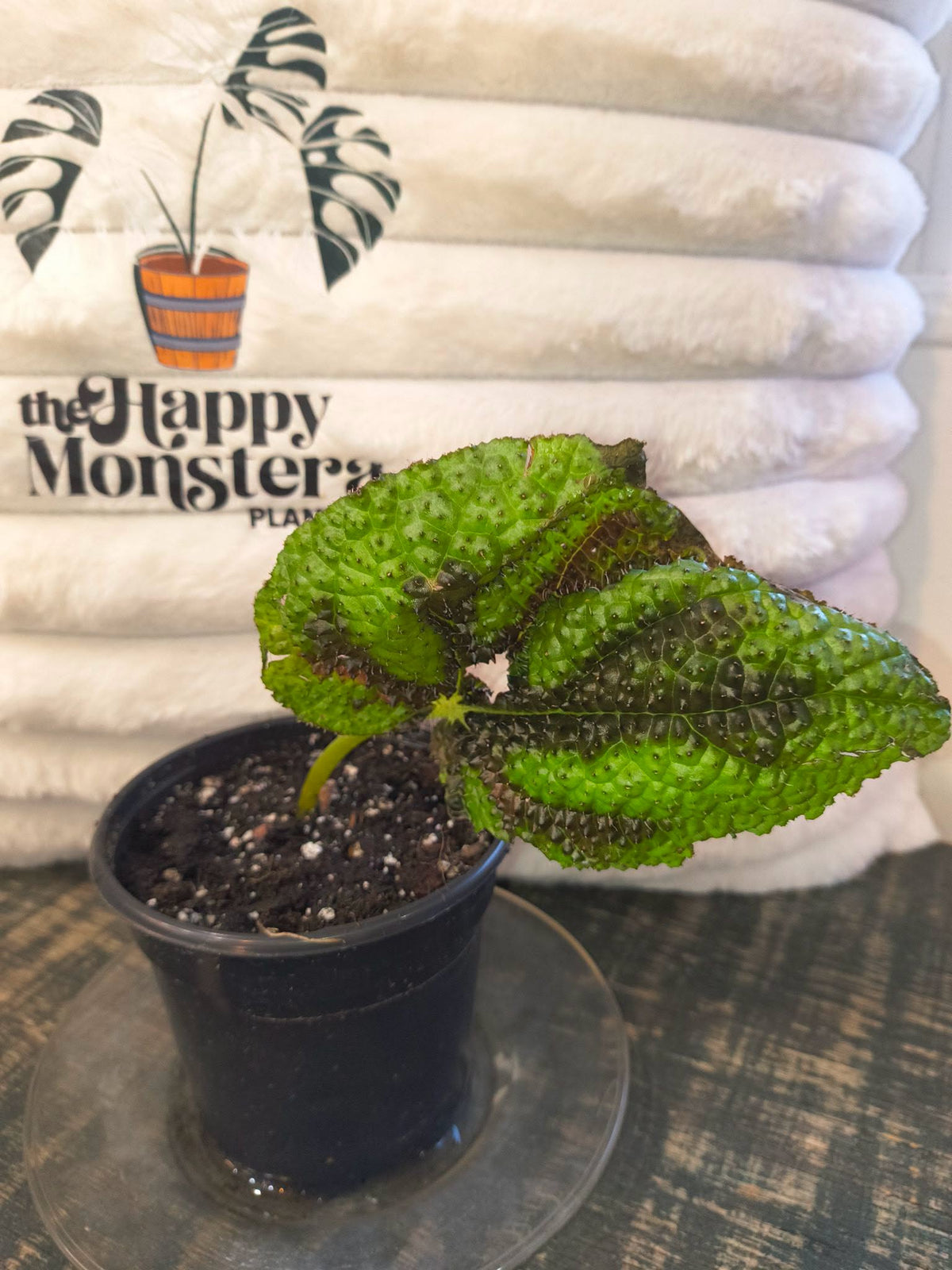 Begonia Masoniana Iron