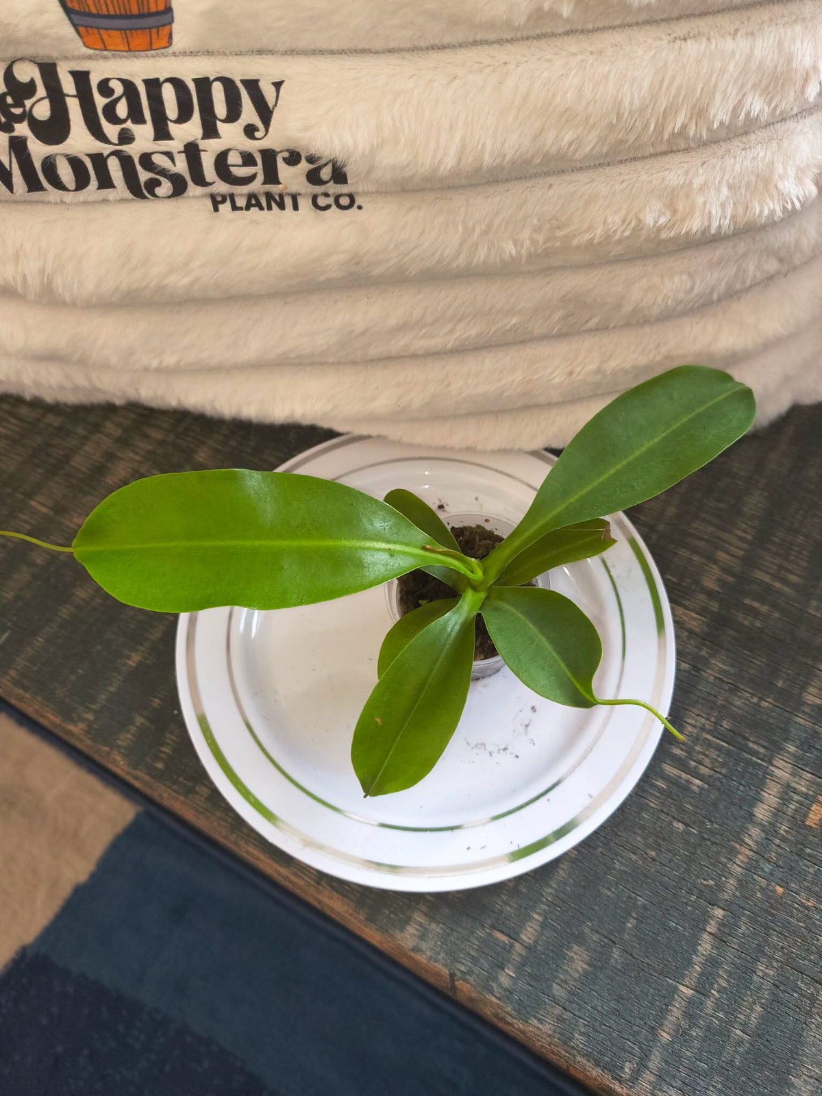 Nepenthes 'Miranda' pitcher plant