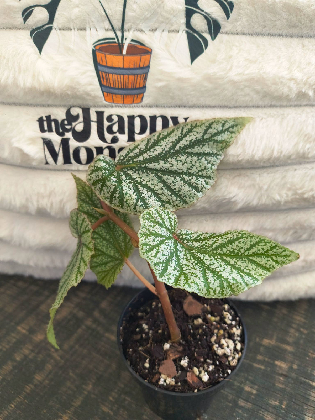 Begonia Snowcapped