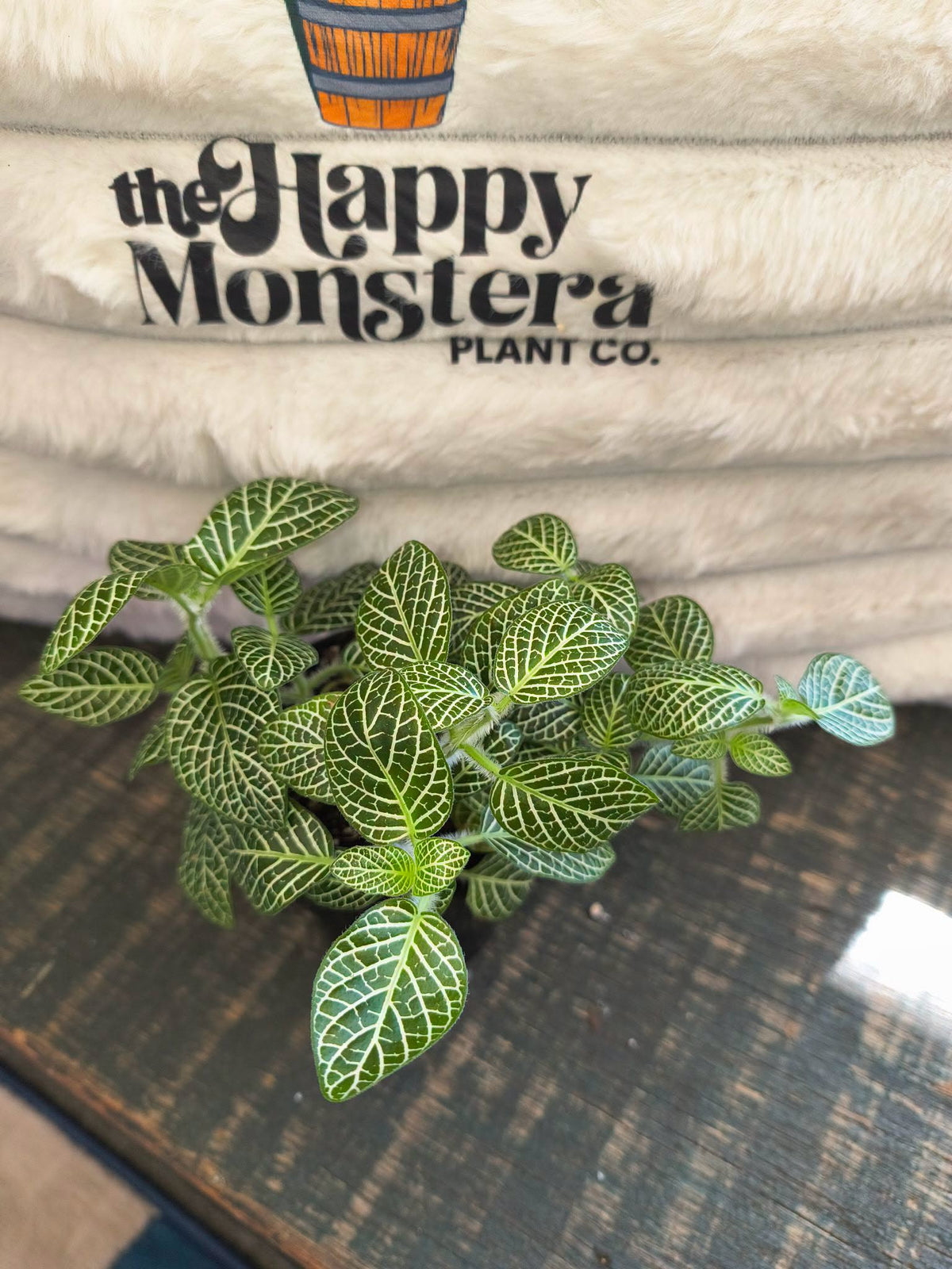 Green Fittonia