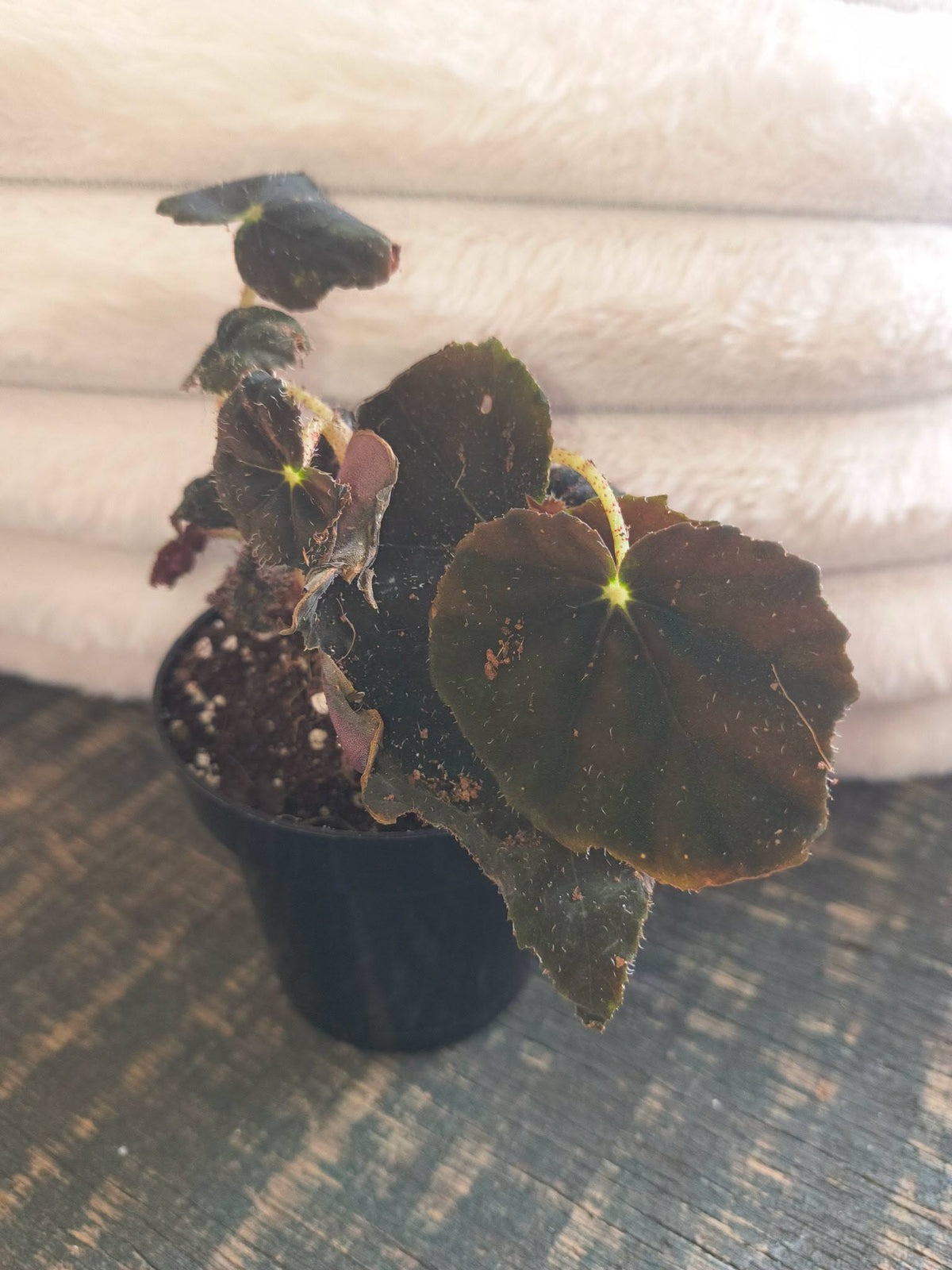 Begonia black velvet