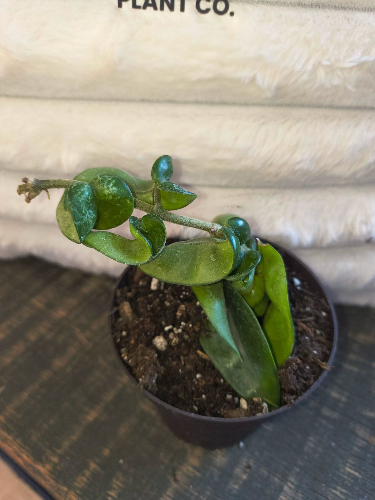 Hoya Hindu rope