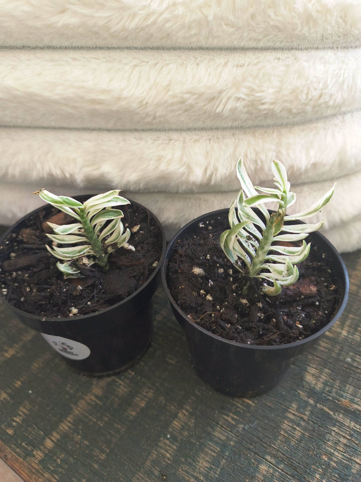 Variegated devils backbone