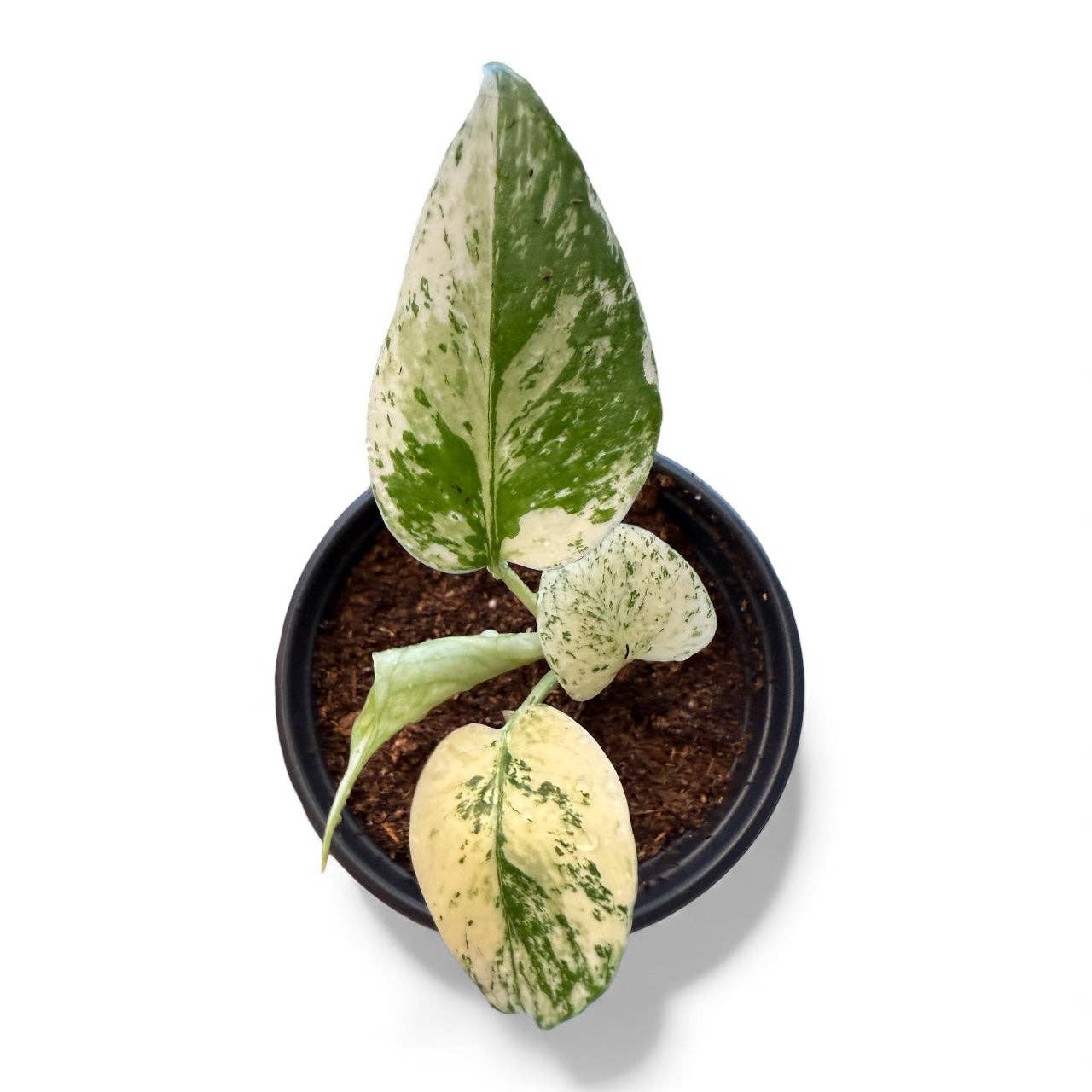 Monstera Creme Brulee - Variegated