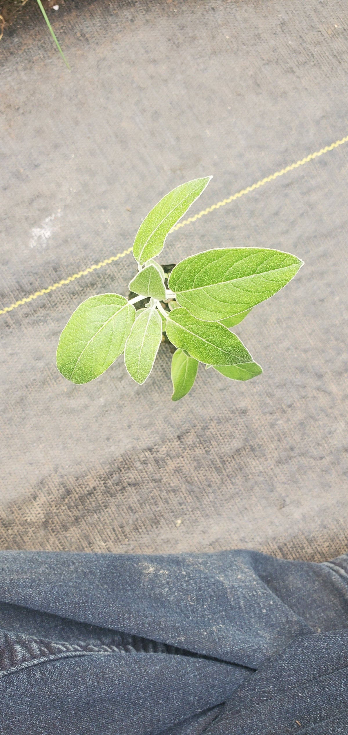 Salvia discolor puruvian sage