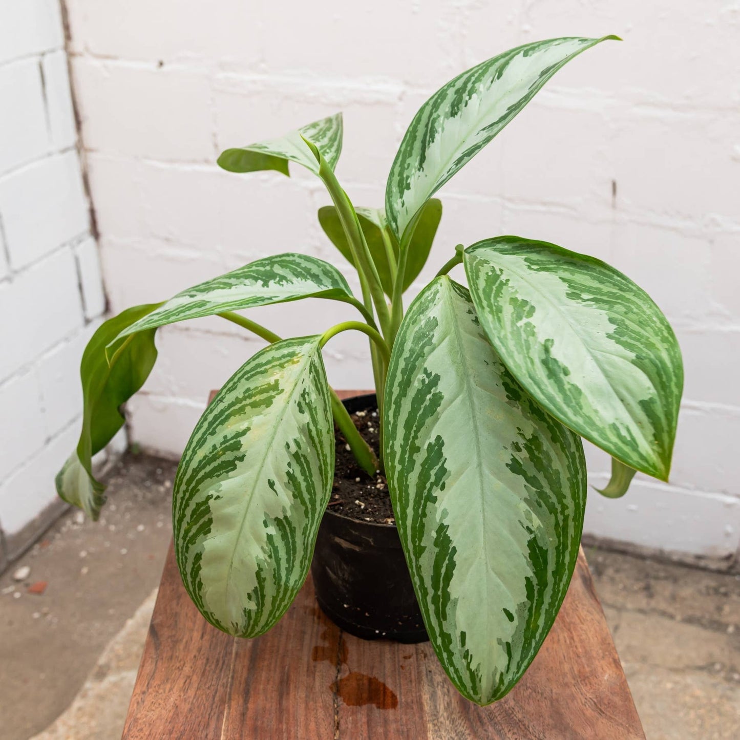 Silver Bay Aglaonema (Aglaonema 'Silver Bay')