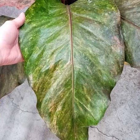 Anthurium hybrid (variegata) variegated
