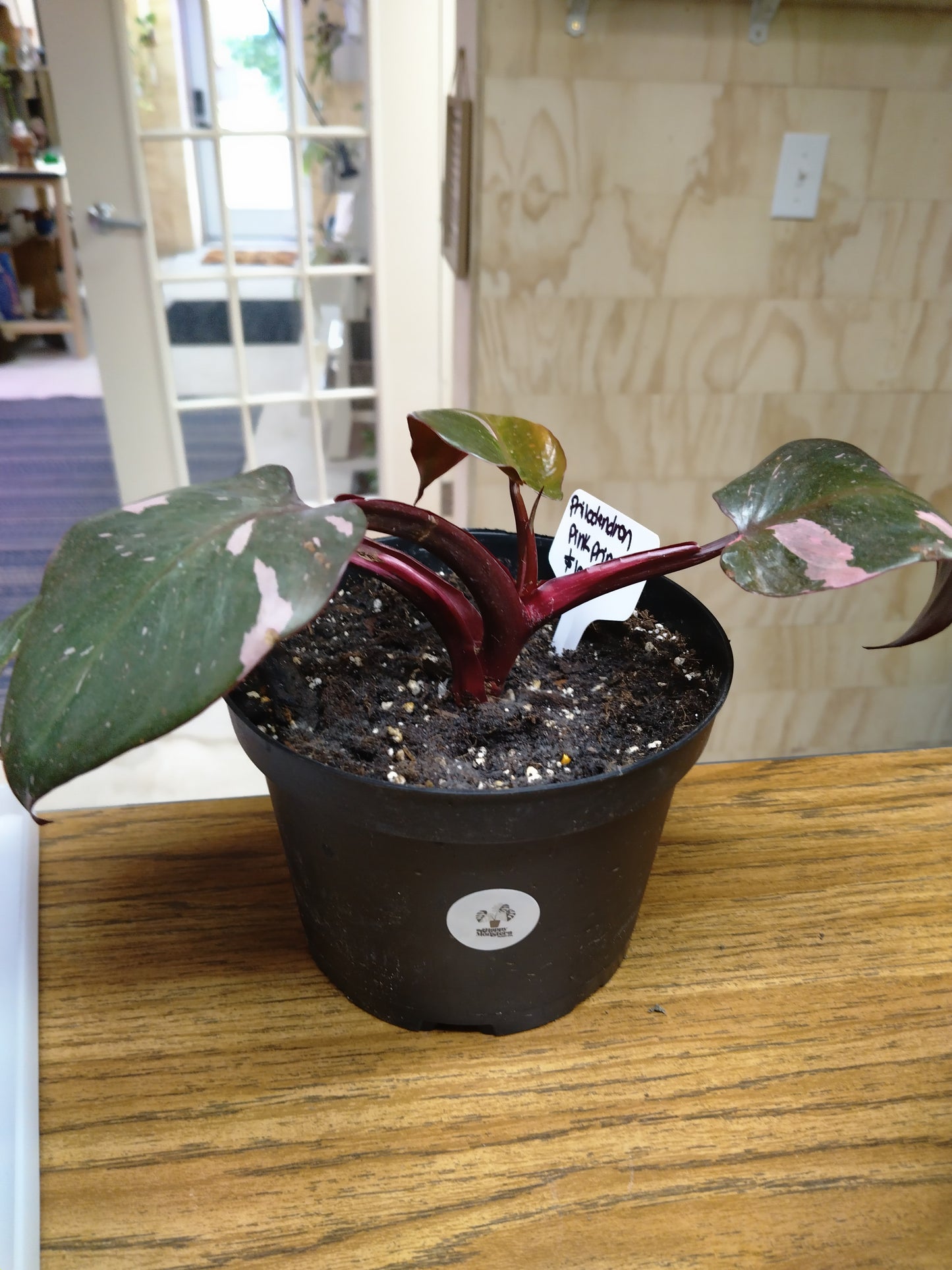 Philodendron pink princess