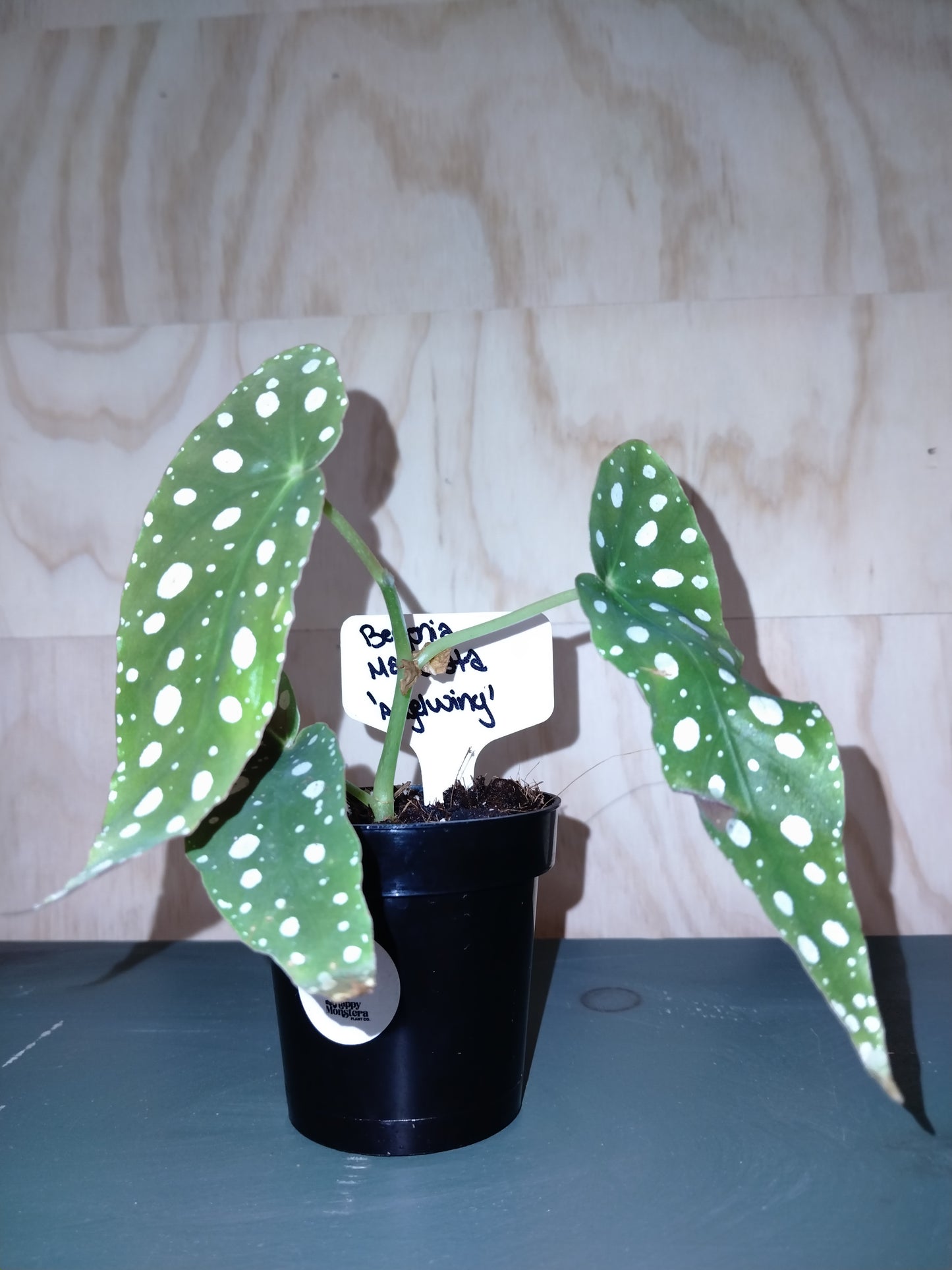 begonia maculata