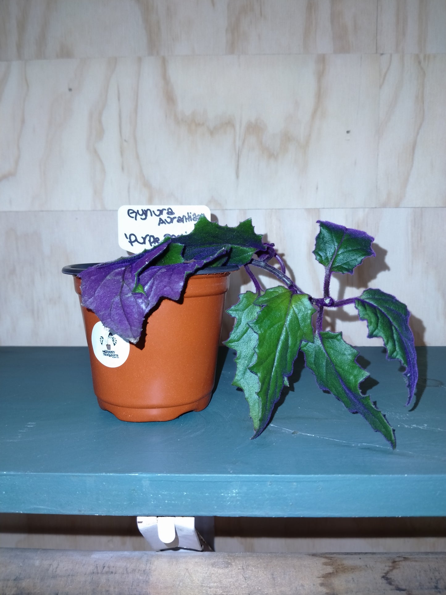 purple passion