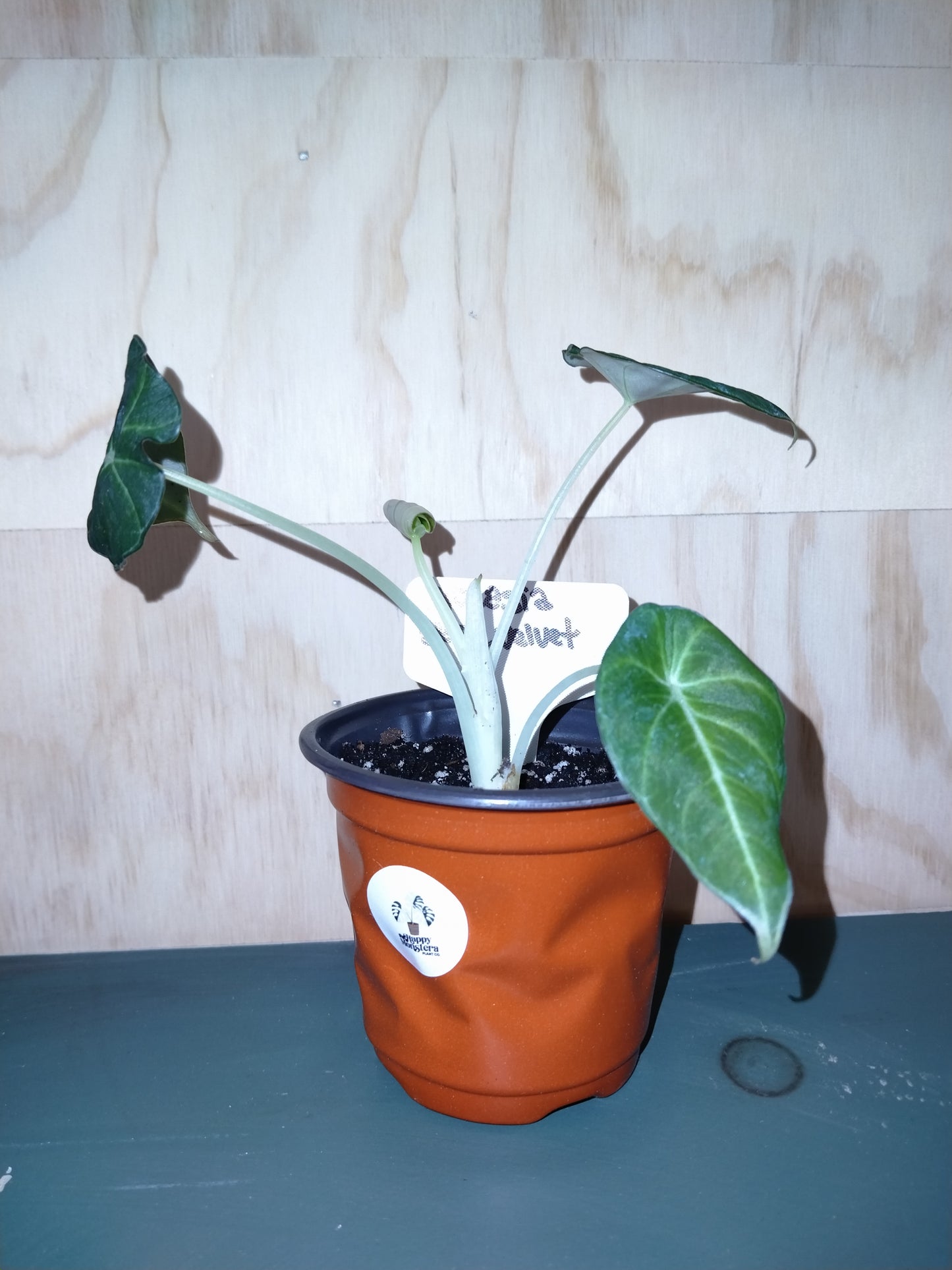 Alocasia Black Velvet