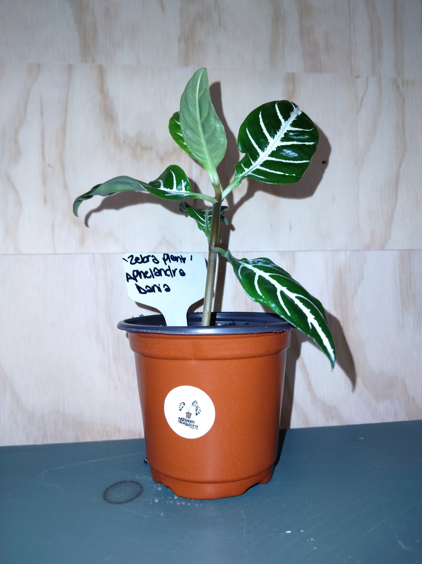 Zebra plant