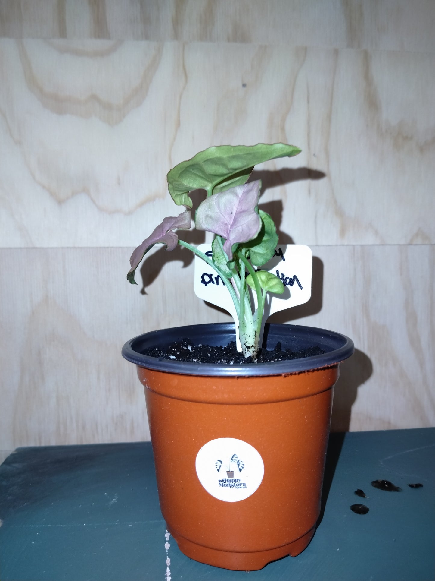 syngonium pink perfection