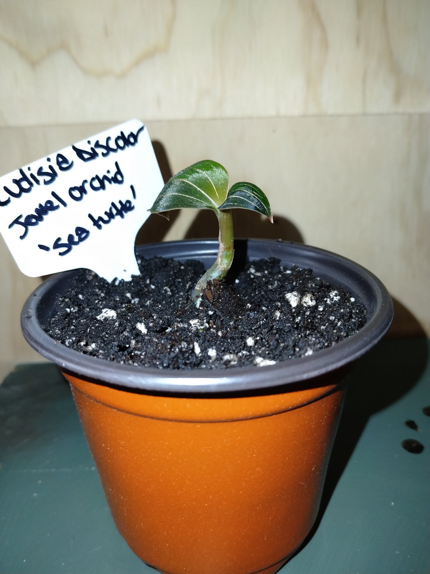 Sea Turtle Jewel Orchid