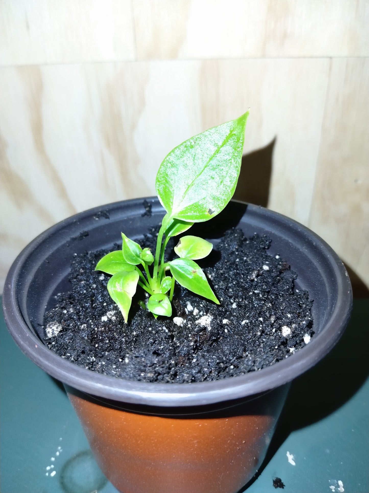 Anthurium Veitchii-King