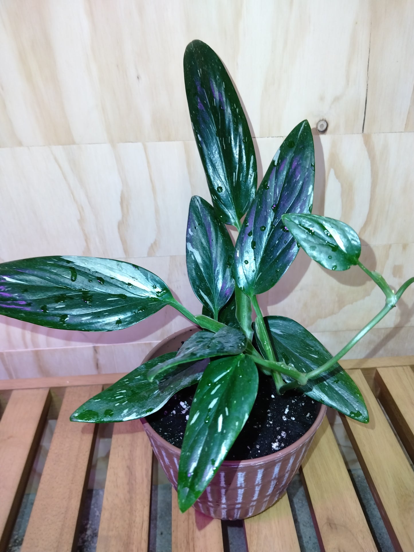 Monstera Cobra- Albo Variegata