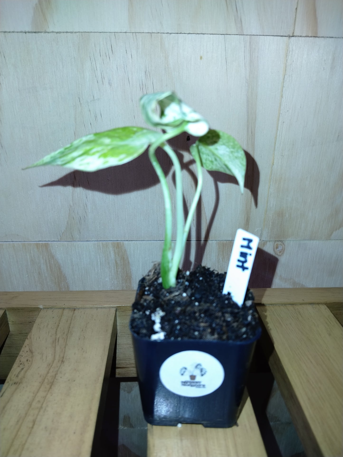 Monstera Mint