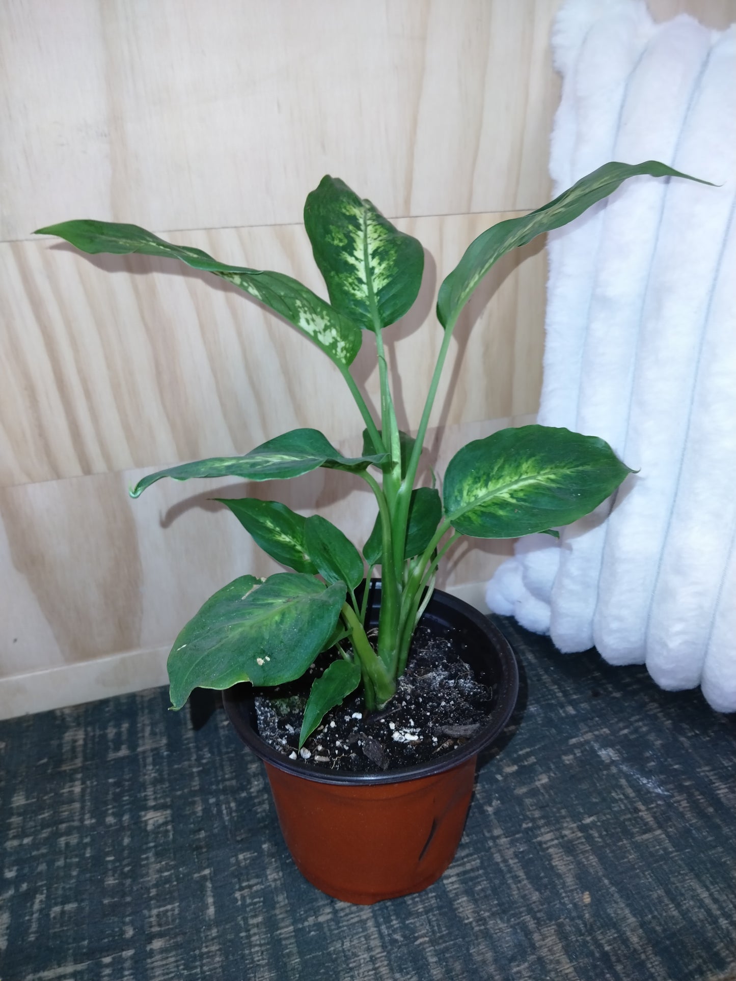 dieffenbachia