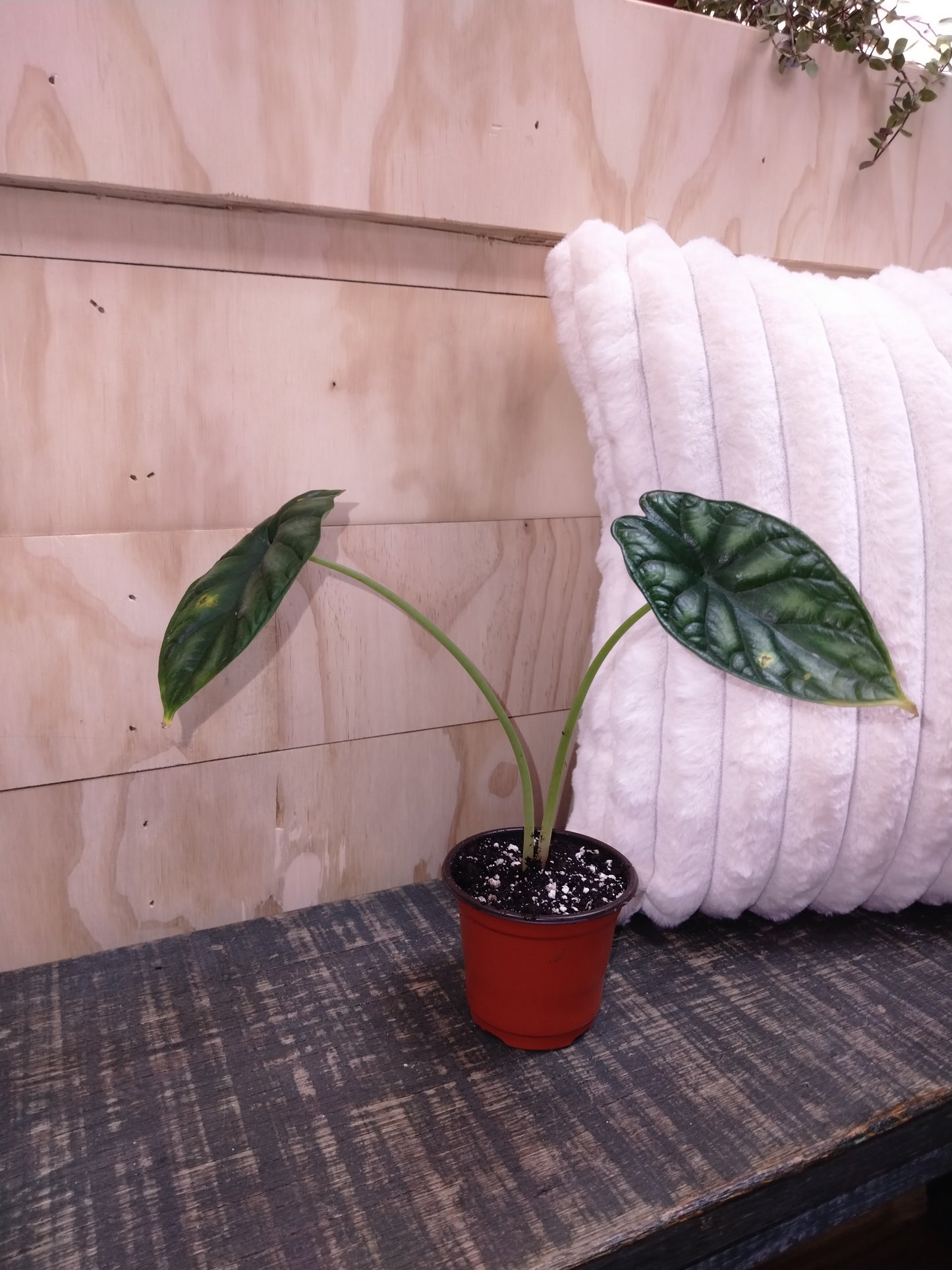 Alocasia Dragon scale