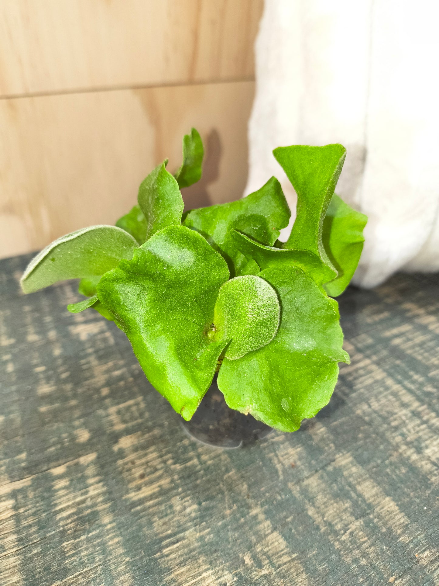 Elephant Staghorn Fern
