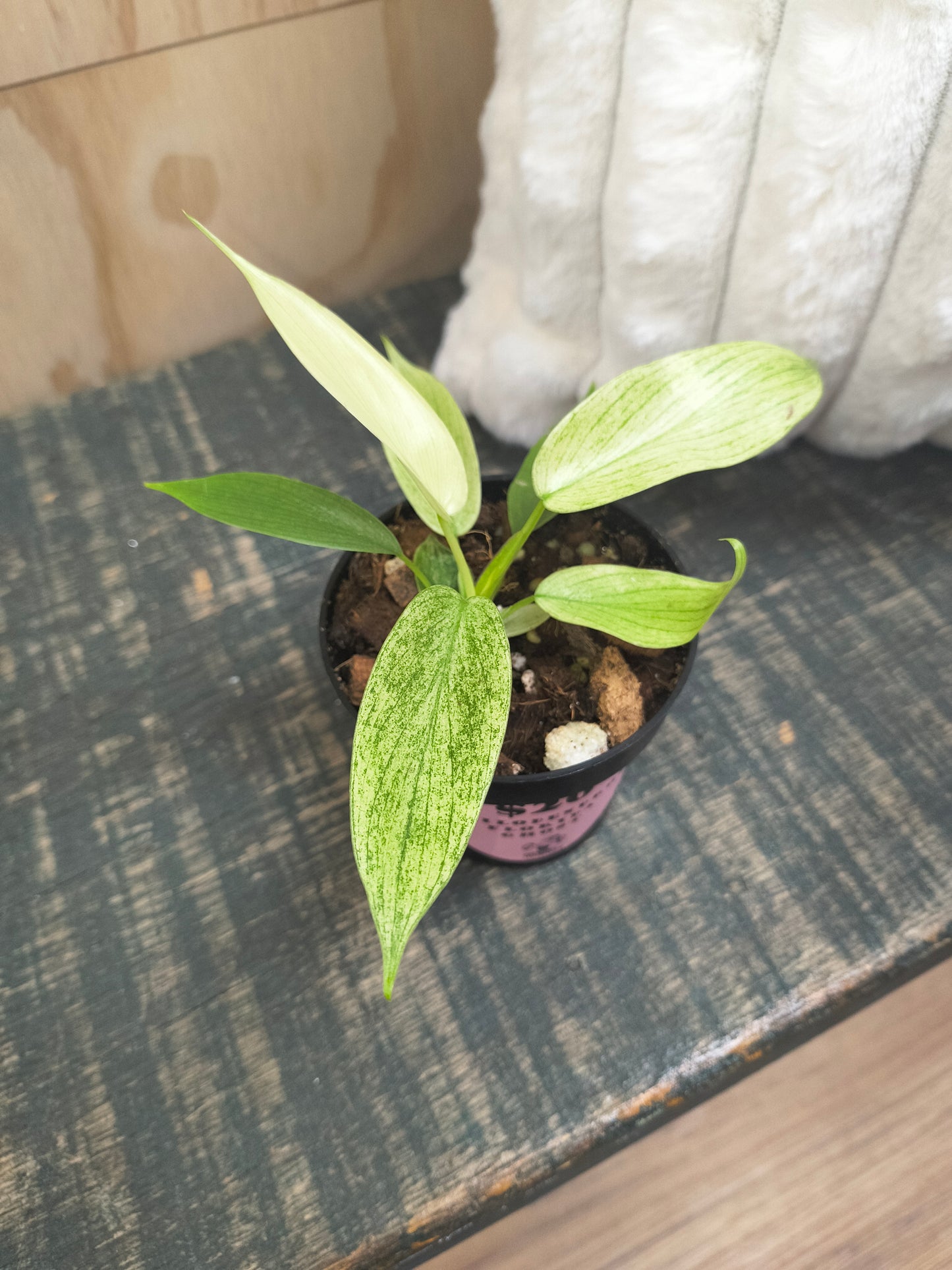 Philodendron Florida Ghost