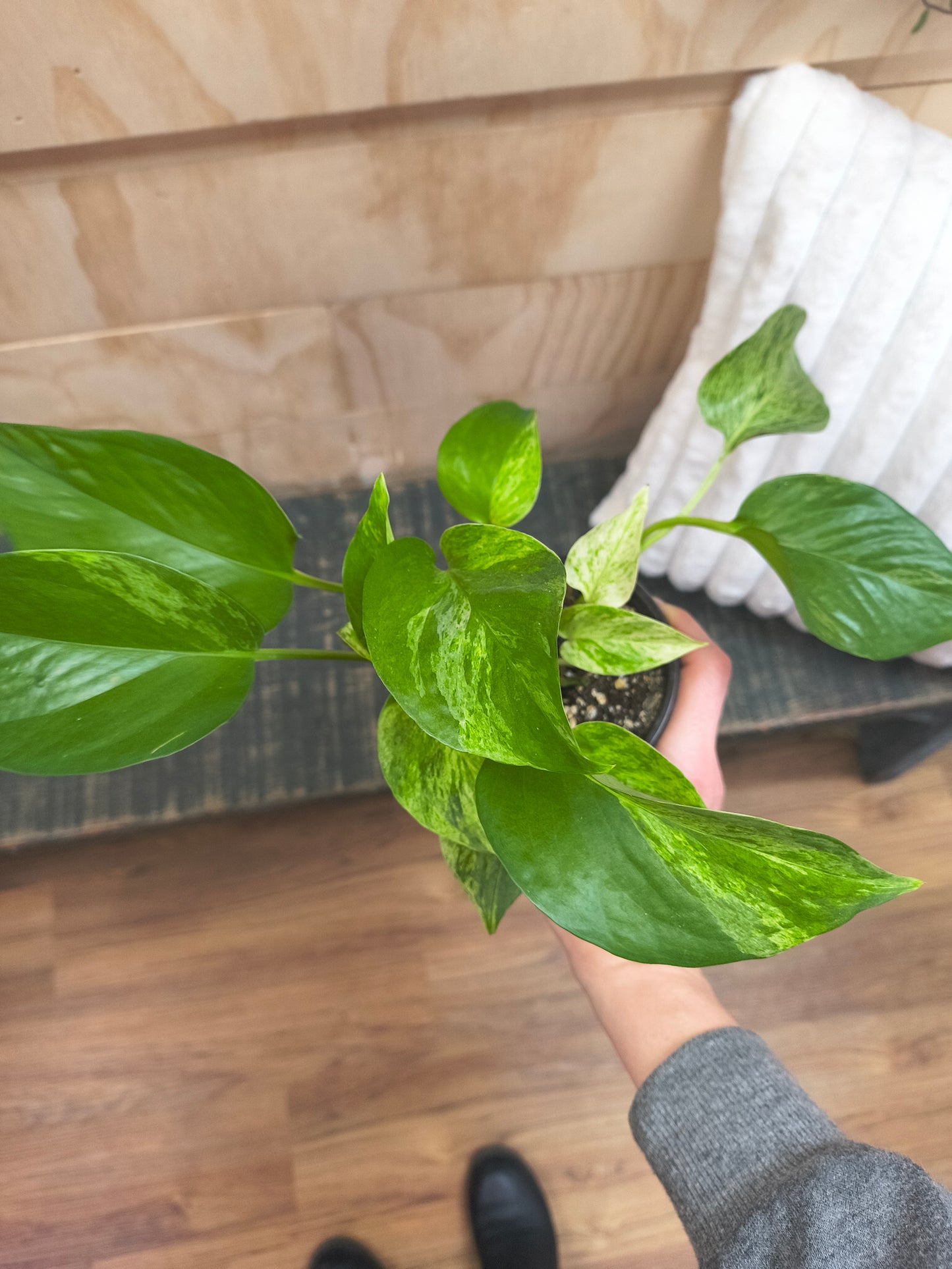 Marble Queen pothos