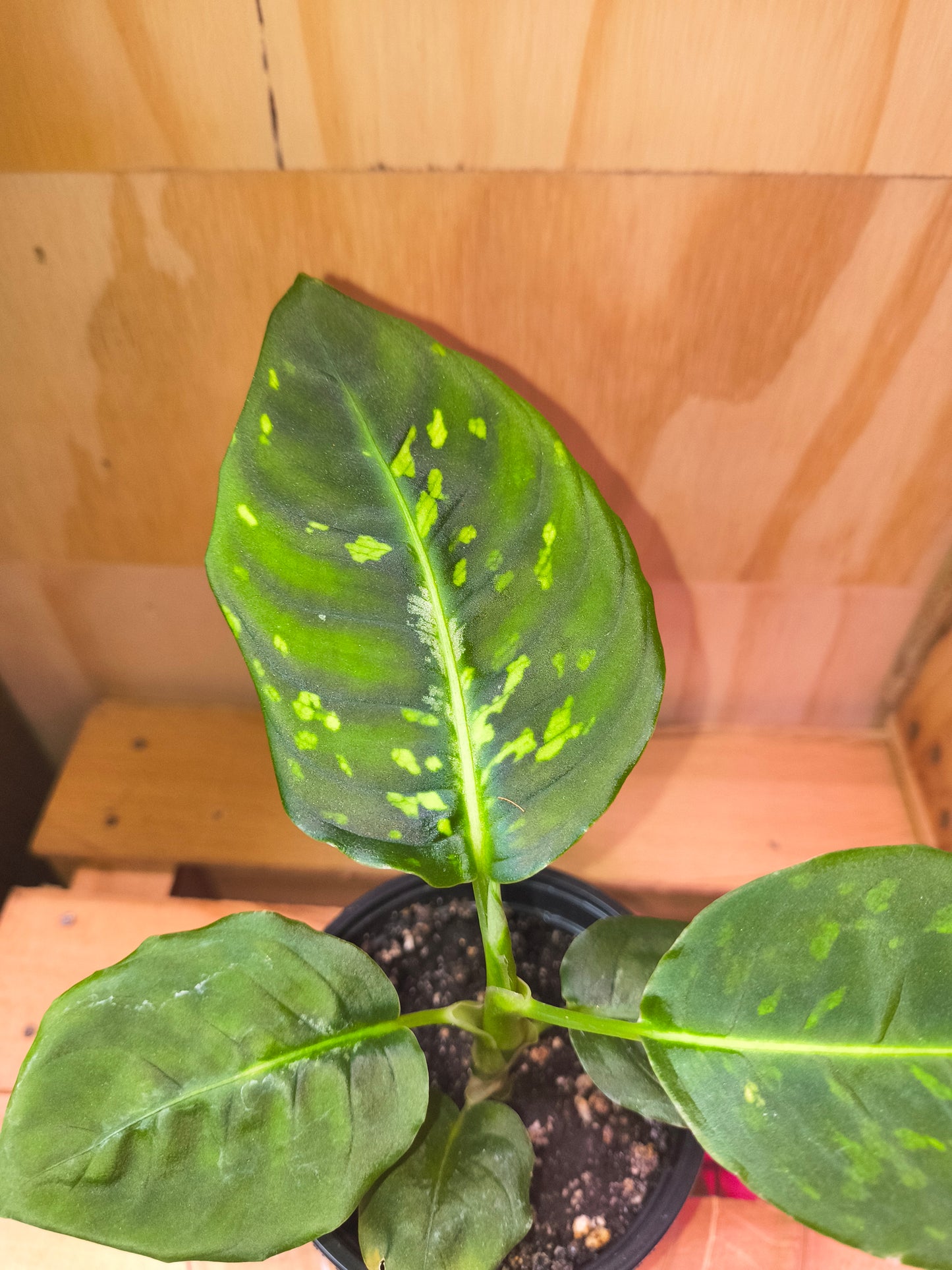 Dieffenbachia reflector