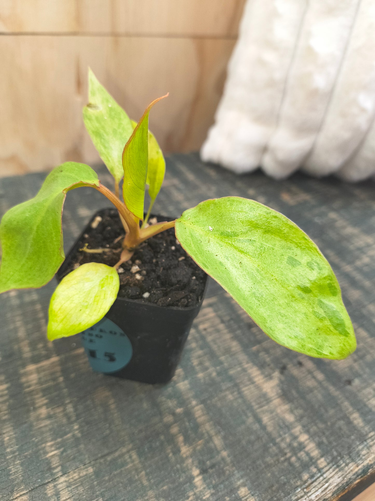 Philodendron Paraiso Verde