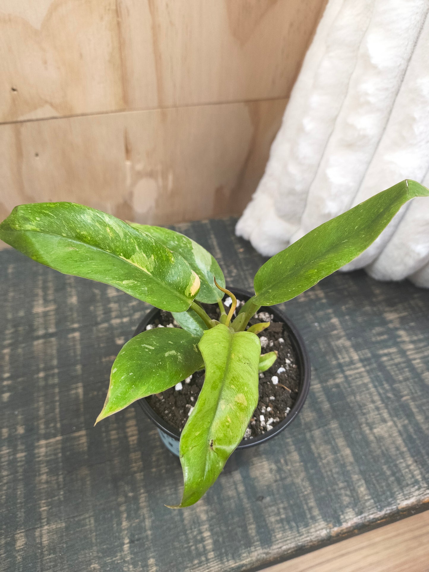 Philodendron ring of fire